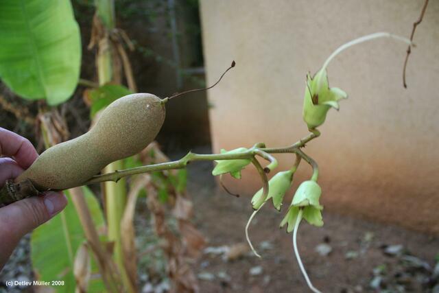 Frucht und Blüte eines Baobab-Baumes.