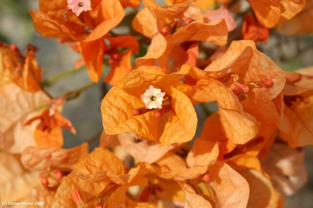 Bougainvillea-Blüte.