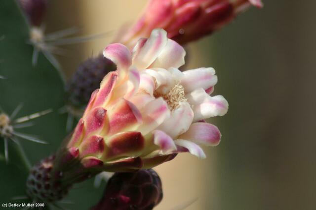 Kaktusblüte