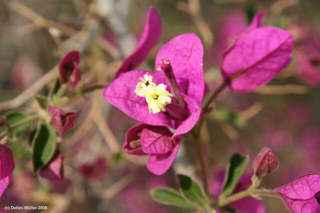 Bougainvillea-Blüte.