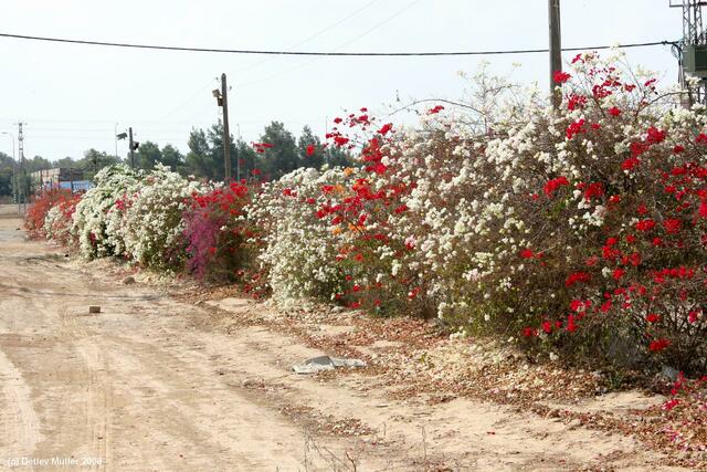 Bougainvillea-Hecke in einem ansonsten trostlosen Wüstenkaff.