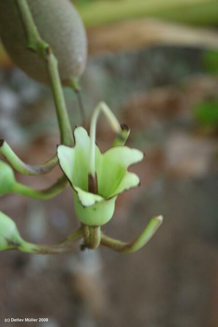 Blüte eines Baobab-Baumes. Gefunden habe ich den Baum in einem Kibbuz am Toten Meer; irgendein Kibbuznik muss ihn dort mal gepflanzt haben.