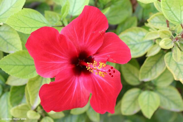 Eine Hibiskusblüte.