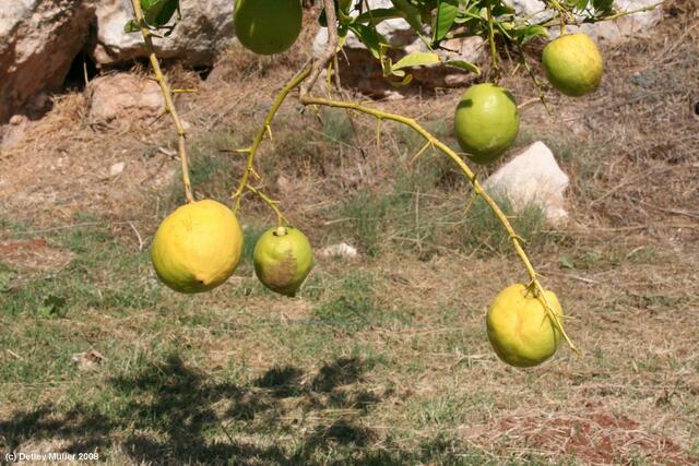 Etrog-Früchte. Etrog ist eine Sorte der Zitronatzitrone, eine recht große gelbe Zitrusfrucht. Der Etrog spielt eine wichtige Rolle während des Sukkot, des jüdischen Laubhüttenfestes. Er gehört zu dem im 3. Buch Mose 23, 40 beschriebenen Feststrauß, ...