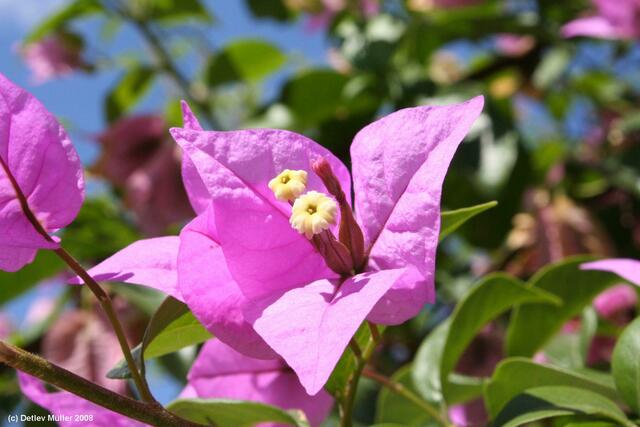 Bougainvillea-Blüte.