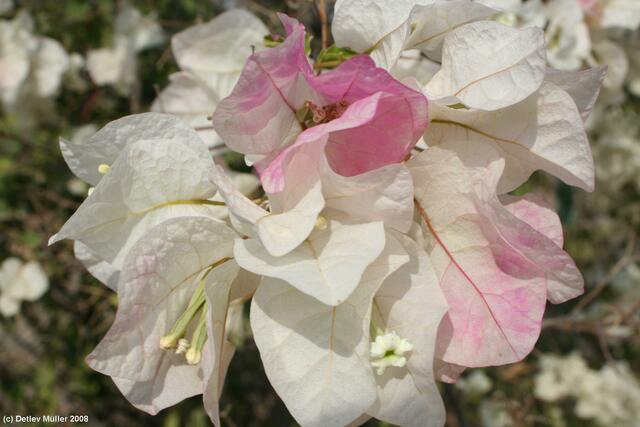 Es gibt viele verschiedene Bougainvillea-Arten.