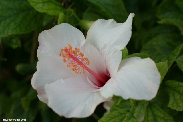 Eine Hibiskusblüte.
