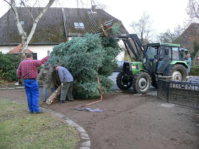 Der Baum wird aufgerichtet.