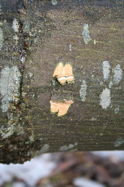 angebissen