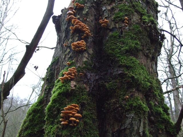 als "Flämmchen" auch an dunklen Tagen, an dunklen Stämmen, auf dunklem Moss zu entdecken