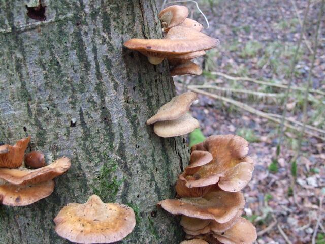 Hier noch deutlicher der Unterschied: quasi ohne Stiel am Baum haftend, immer irgendwie oliv-farben und muschel-fächerförmig.
