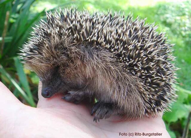 (c)  Ritz-Burgstaller  Igel | Foto: (c)  Ritz-Burgstaller  Igel