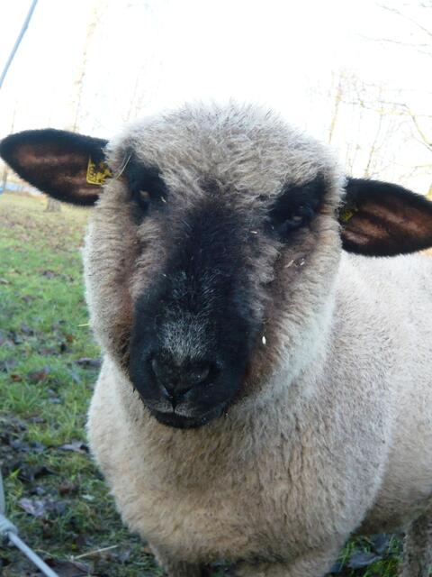 Sieht doch echt knuffig aus - oder?