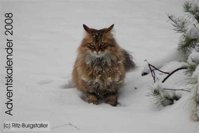 (c)  Ritz-Burgstaller  Katze | Foto: (c)  Ritz-Burgstaller  Katze