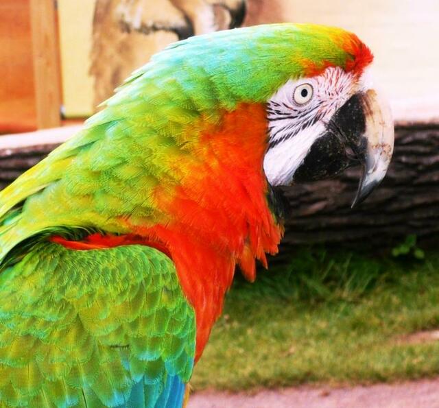 "Gefiedertes" im Zoo Hannover