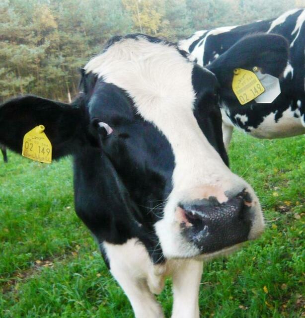 Fragender Blick - Tiere sind meine Lieblingsmotive!