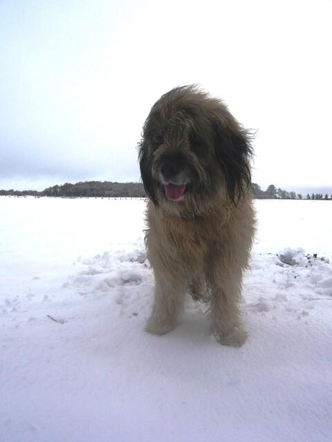 Zelda im Schnee (November 2008)