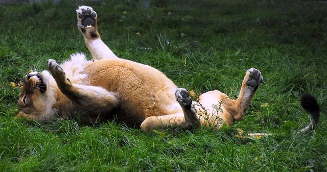 Auch diese Seite muß braun werden