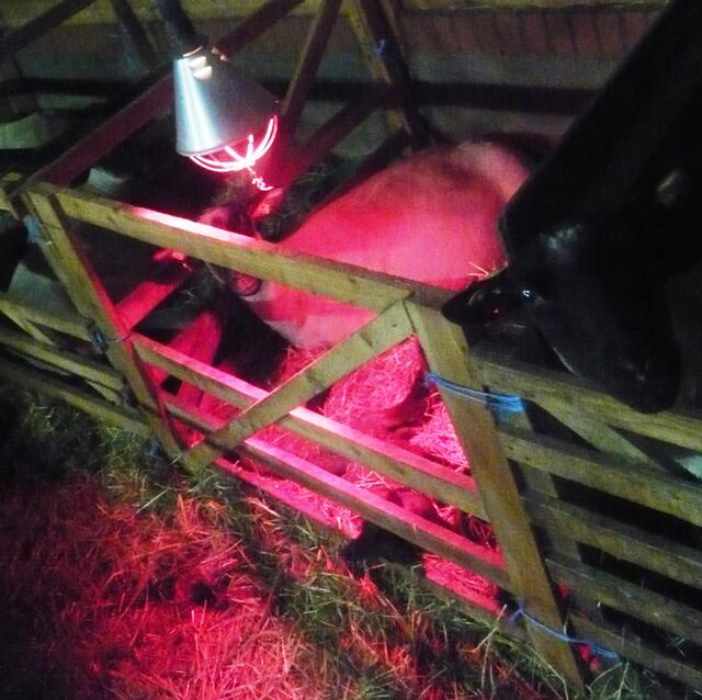 Rotlichtlampe sorgt für zusätzliche Wärme!