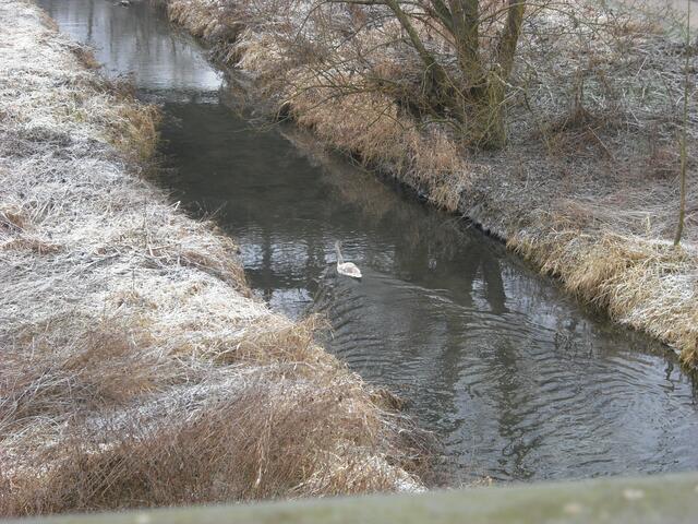 Der weisse Fleck ist ein Schwan