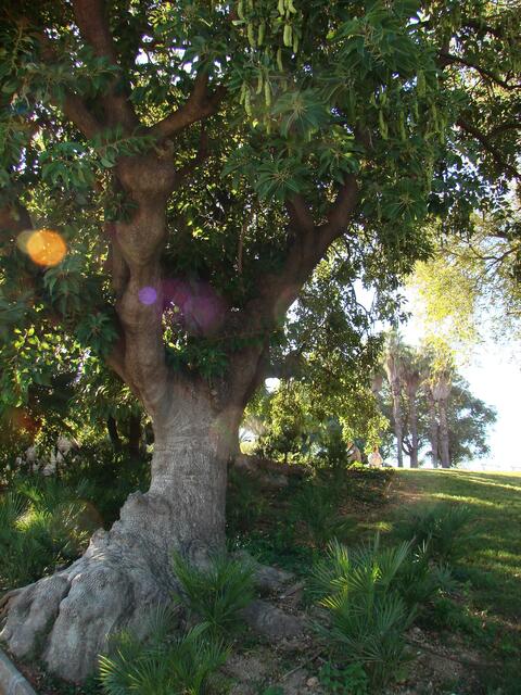 Schaut Euch doch bitte dieses Gebilde von Baum an....ein Wahnsinnsstamm.....