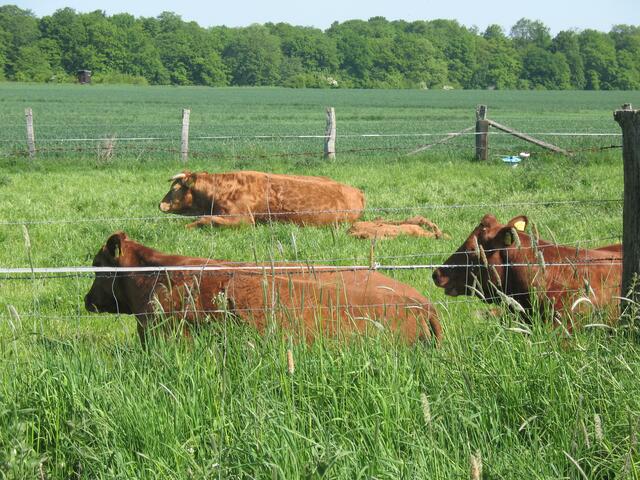 und viele Tiere