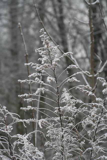 Goldrute im Winter