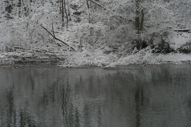 Gebüsch im Wasser - nein Biberbau