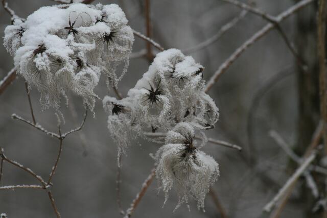 Schaut aus wie eine Blume, ist aber keine