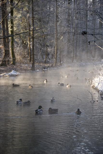 Sieht fast aus als würden die Enten ein heißes Bad nehmen