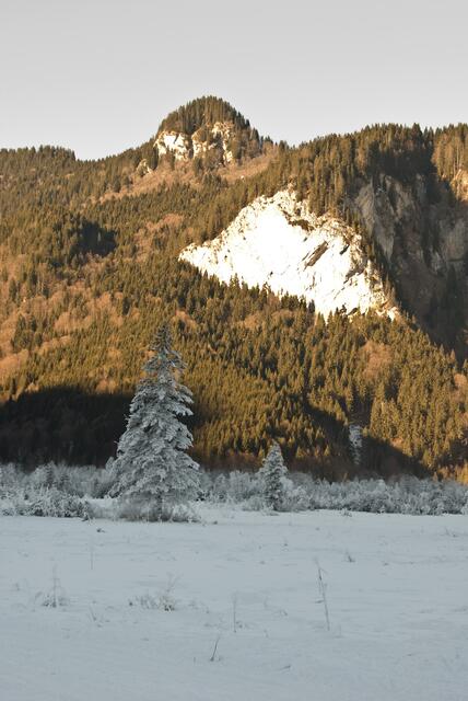Ob die anderern Tannen am Berg wohl neidisch sind?