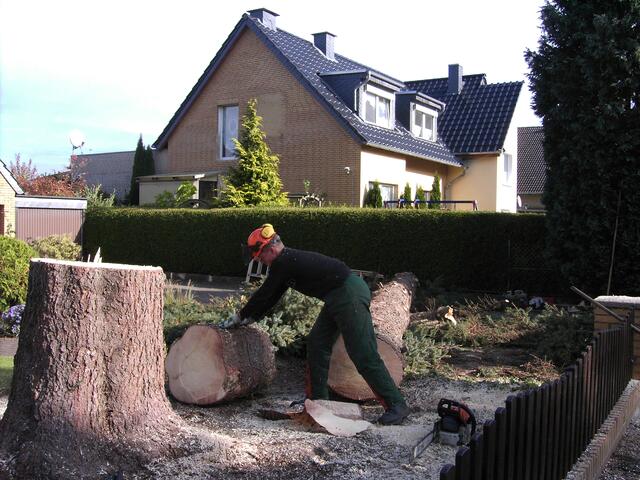 ...einen Meter über dem Boden hat der Baumstamm einen Durchmesser von 65 cm...