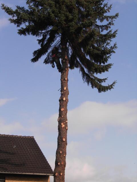 ...immer weiter der Spitze entgegen...