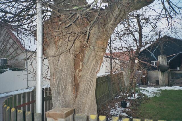 Mächtiger Baum, woher nimmst Du deine Kraft?