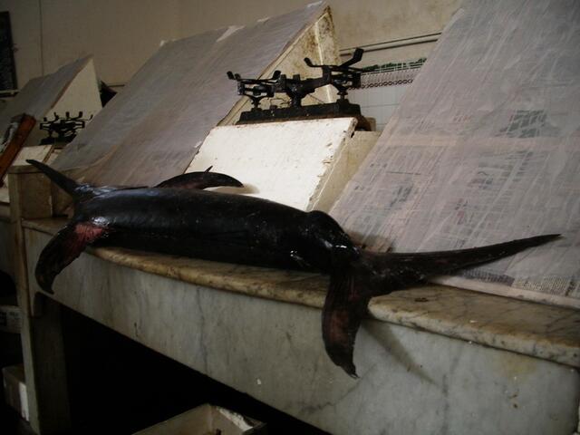 ...da liegt er der "Kumpfel" namens Schwertfisch