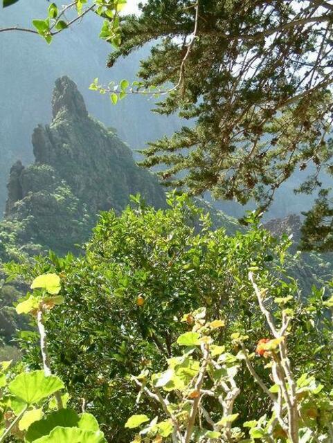 Unser Machu Picchu hinter unserem Apfelsinenbaum