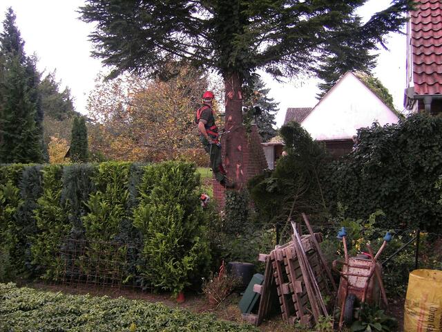 ...die ersten Äste sind abgesägt, siehe helle runde Flecken am Baumstamm...