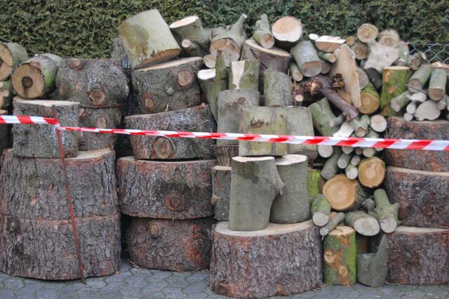 ...von zwei Baumstämmen ein paar Festmeter Kaminholz...