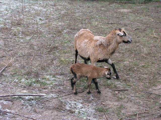 So sah das Junge aus.