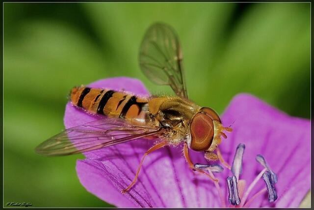 Schwebfliege