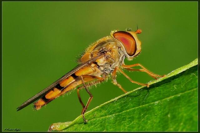 Schwebfliege