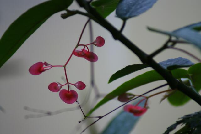 Keine Orchidee, vermute ich