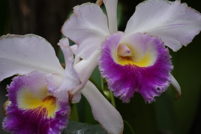 Anscheinend auch Orchideen