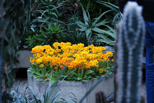 Schlichter Blumenkübel