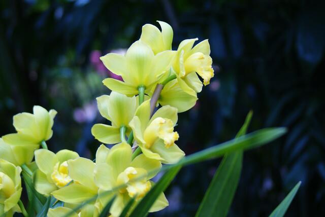 Gelbe Blumen gab's auch