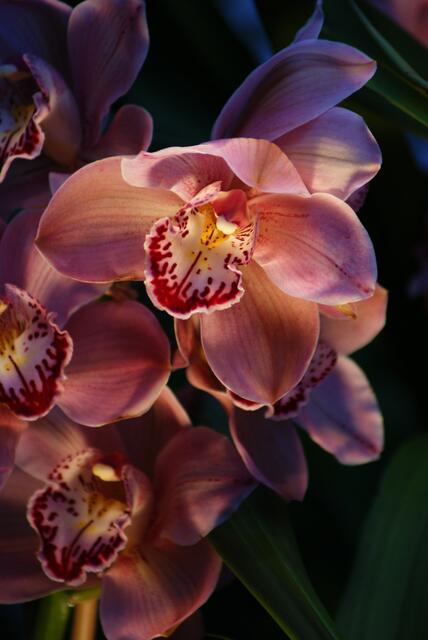 Orchidee, da bin ich ziemlich sicher
