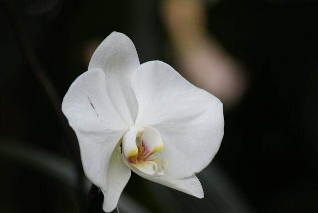 Weisse Blume