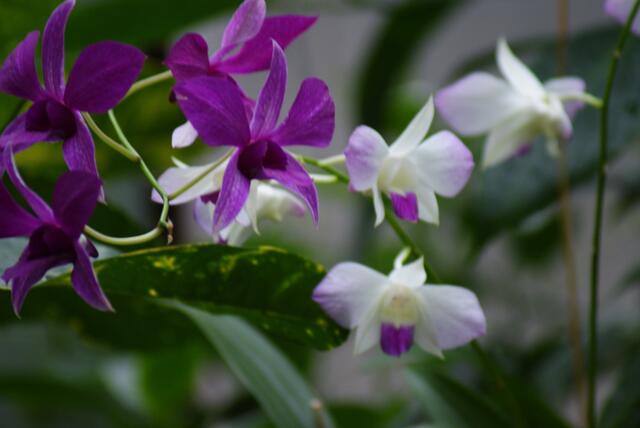 Noch mehr Blumen