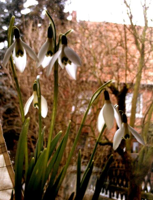 Dieses u. das letzte Bild habe ich am Nachmittag noch gemacht, nachdem die Blüten sich geöffnet hatten. :-)