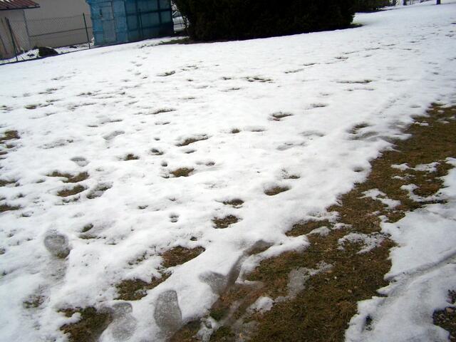 Noch vor Tagen war kein Gras in Sicht.........